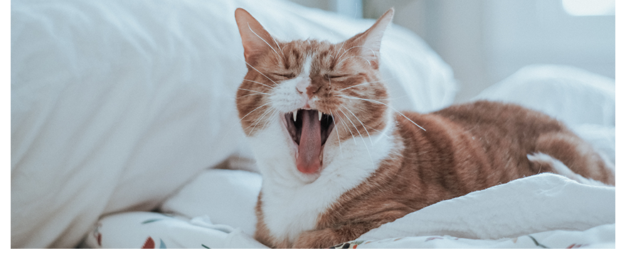 Dia do gato: essas fotos salvarão você de um bad day